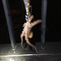 コウイカとタコ