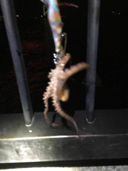 コウイカとタコ