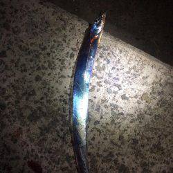 サゴシ&タッチー