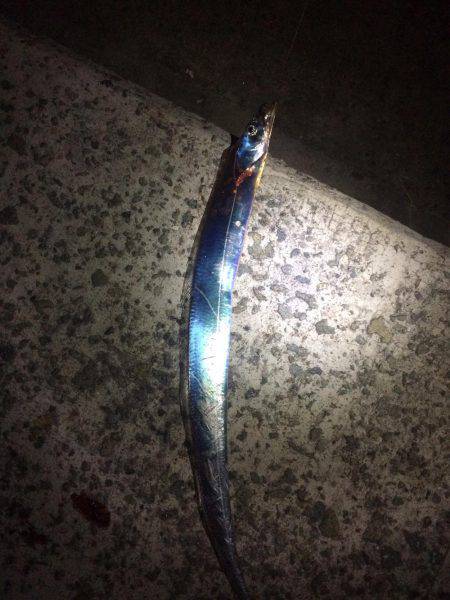 サゴシ&タッチー