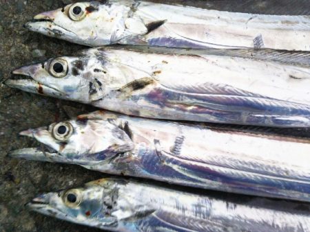 阿南市の椿泊でタチウオ好調