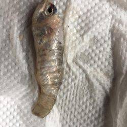 釣れると、思ったのに！