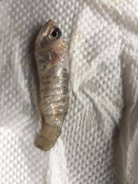 釣れると、思ったのに！