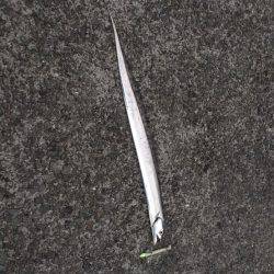 夜明け太刀魚ワインド