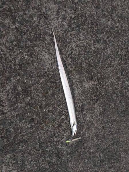 夜明け太刀魚ワインド