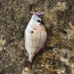 アーミーベイト マメリーチ 漁港ワーム。