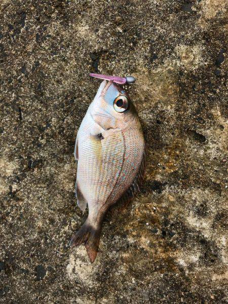 アーミーベイト マメリーチ 漁港ワーム。