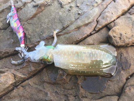 アオリイカ 最大サイズは640g