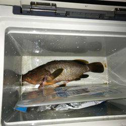 アコウ、キジハタ