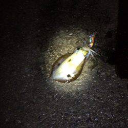 今日こそ釣れてくれと願いをこめて！