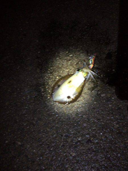 今日こそ釣れてくれと願いをこめて！