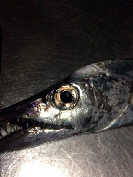 暴風と寒さの戦いの末…