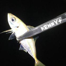 小アジ釣れています。