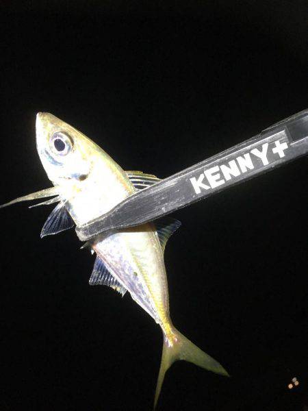 小アジ釣れています。