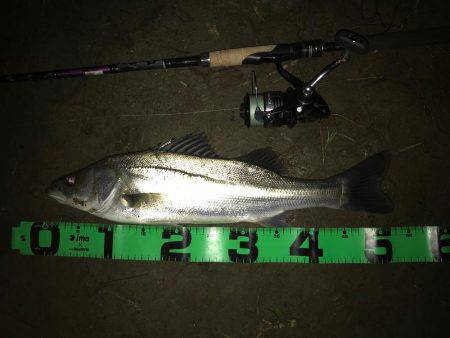 落ち鮎パターン