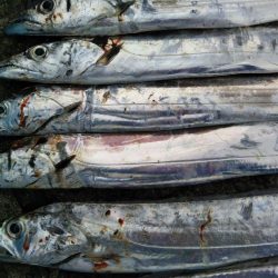 阿南市の辰巳でタチウオ好調