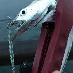 ジグでタチウオ