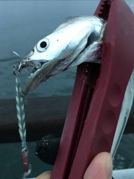 ジグでタチウオ