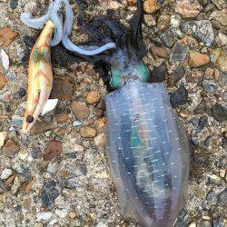 朝まずめアオリイカ釣行〜