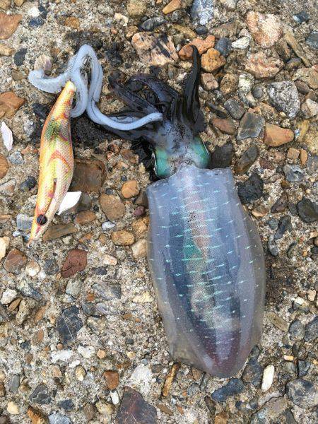 朝まずめアオリイカ釣行〜