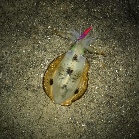 またまたエギング