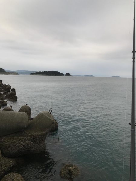 サゴシを求めて