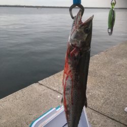 初めてのサゴシ