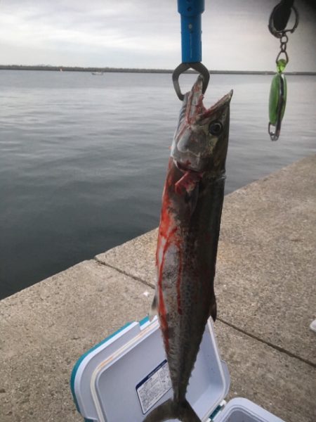 初めてのサゴシ