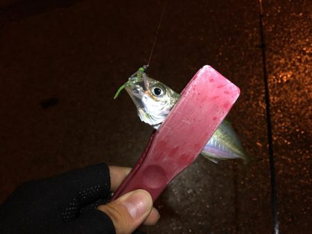 懐かしの場所でアジング