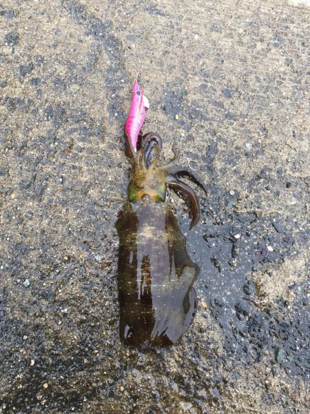 自身初のエギングでゲット☆