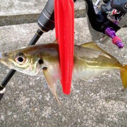 夕まずめアジング、ピンチ！