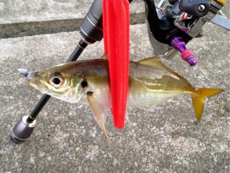 夕まずめアジング、ピンチ！