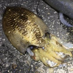 楽しく釣れました