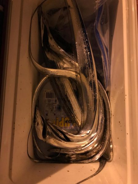 テンヤでタチウオ