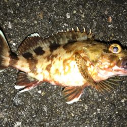 苦手ポイントで納得の釣果