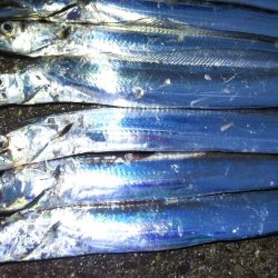 阿南市の椿泊でタチウオ好調