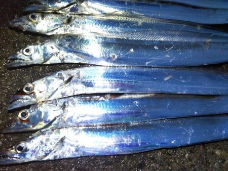 阿南市の椿泊でタチウオ好調