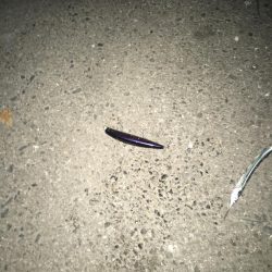 サヨリパターン