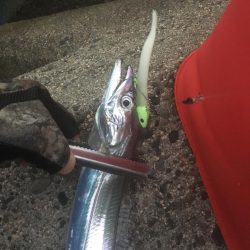 夕まずめワインド