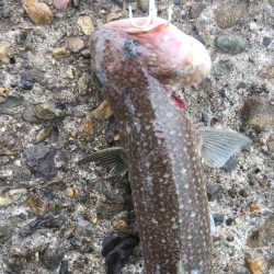 青色 銀色 茶色のん