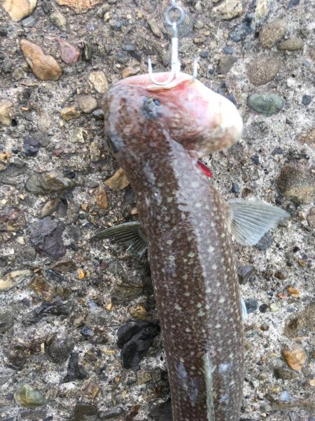 青色 銀色 茶色のん