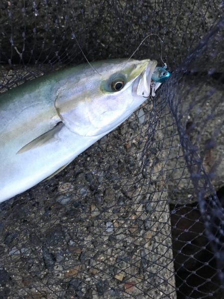 シーバス不発(T . T)