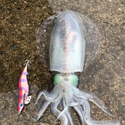 練習と称したチョイ釣りのつもりが、、