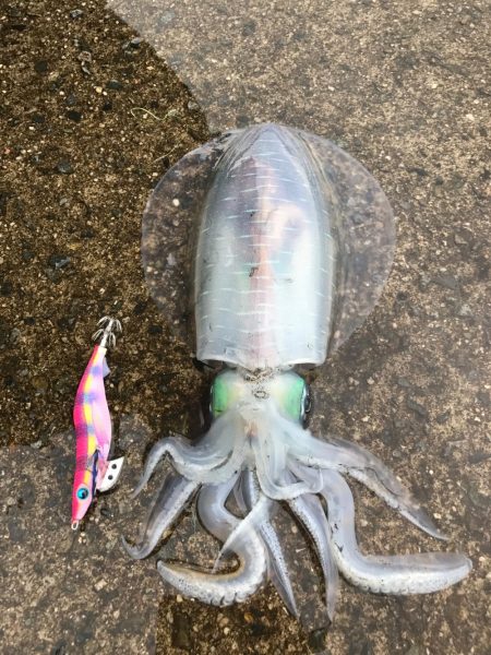 練習と称したチョイ釣りのつもりが、、