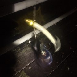 サイズアップを期待