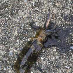 メバルロッドでライトエギング