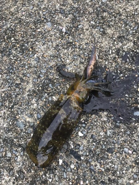 メバルロッドでライトエギング