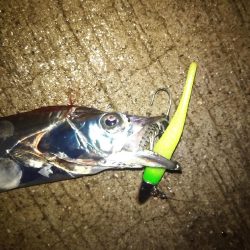 雨の降る中タチウオ狙い。