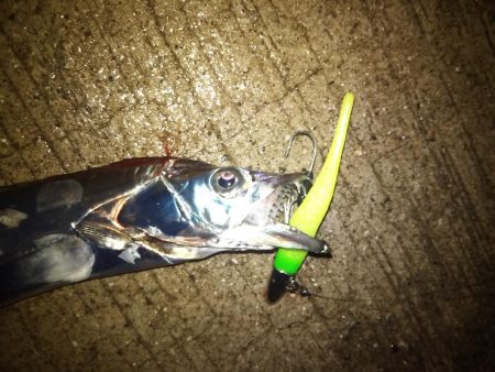 雨の降る中タチウオ狙い。