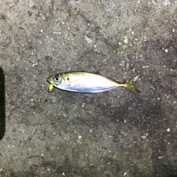 久しぶりのアジング